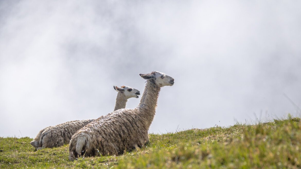 Lugares para visitar en Cusco