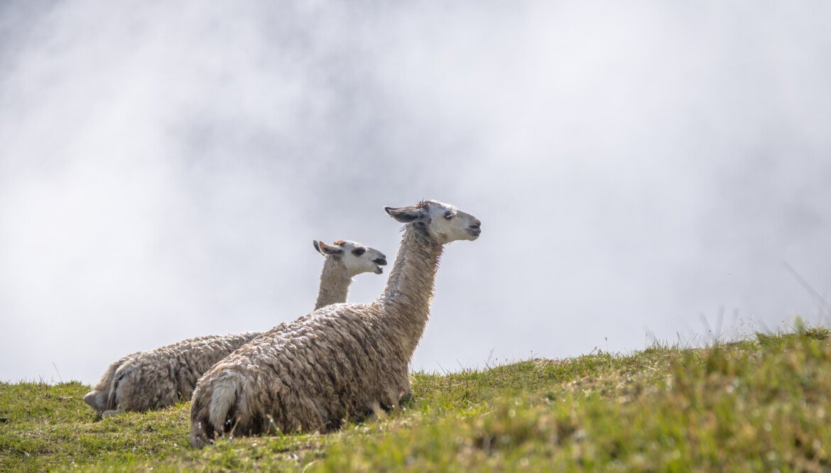 Lugares para visitar en Cusco
